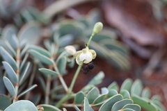 Cassia italica